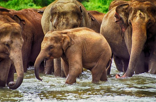 slonikovia na Srí Lanke