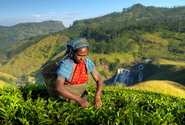 Sklizeň čaje na Srí Lanke